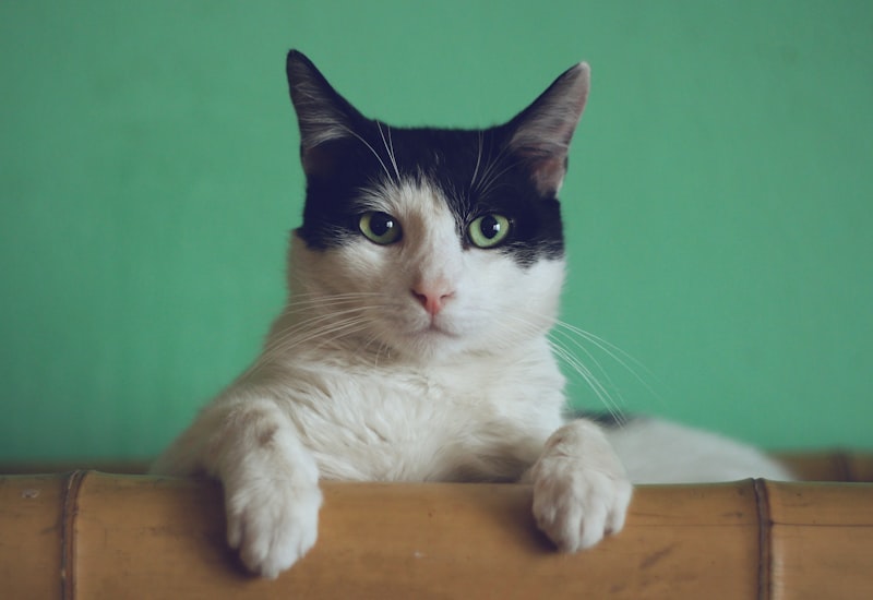 Pet Photo 1